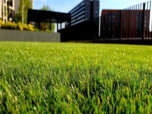 lush_green_lawn_holder-outdoor