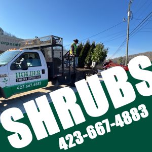 Professional Shrub Pruning in North Shore Chattanooga TN
